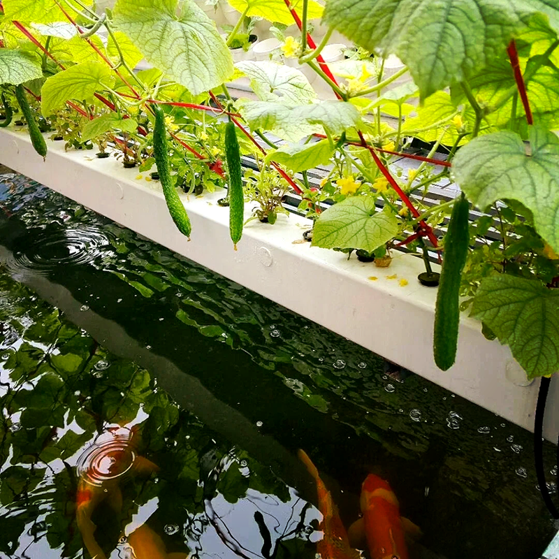 济南市薄膜大棚鱼菜共生 - 厂家